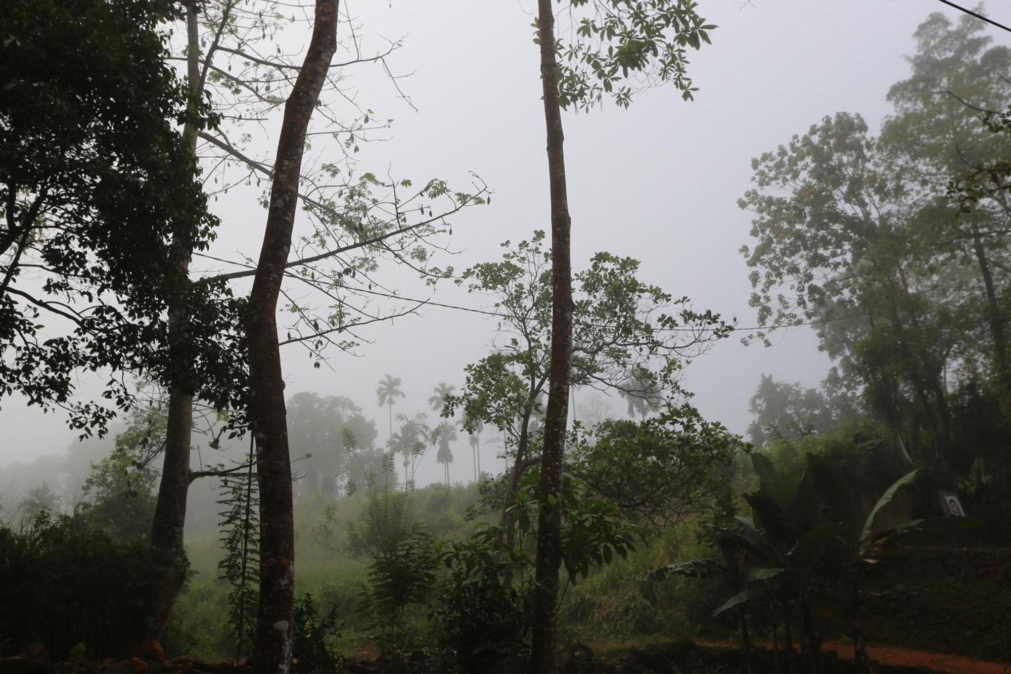 360 Rainforest Денияйя Экстерьер фото