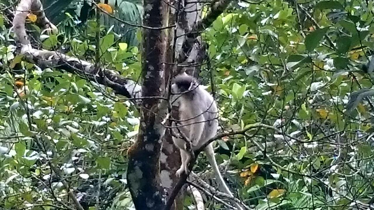 360 Rainforest Денияйя Экстерьер фото